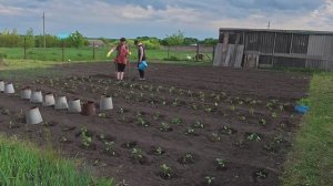 Уработались и есть не хочется. Опять окрошка у нас. Огородных дел мастера