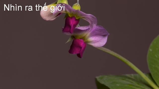 Magic flowers, Lore magikoak, Flores mágicas, Flores magicas, जादू के फूल, волшебные цветы, 魔术花 смотреть онлайн