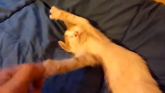 Вставай на работу пора Приколы смотреть онлайн