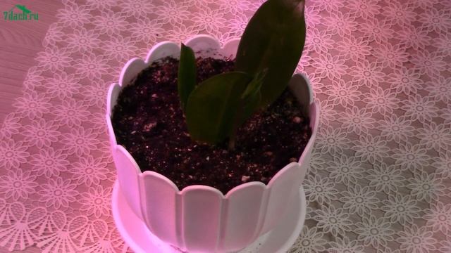 8 комнатных растений для новичков - 7 дач