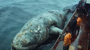 Морские монстры: пробуждение древних обитателей глуб?