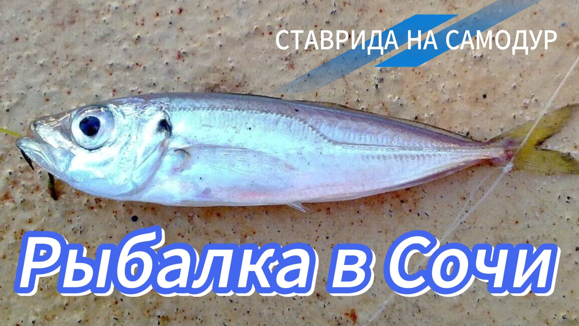Рыбалка в Сочи. Ставрида на самодур