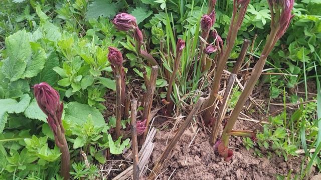 Высаживаю землянику//ОБЗОР сада //ДЕЛА дачные смотреть онлайн