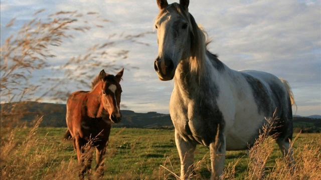 ЛюБиМыЕ ЛоШаДкИ))))) смотреть онлайн