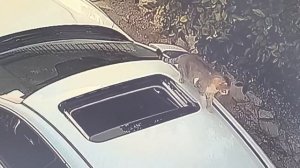 BRAIN TIME.  110 Incredible Moments Caught on CCTV Camera