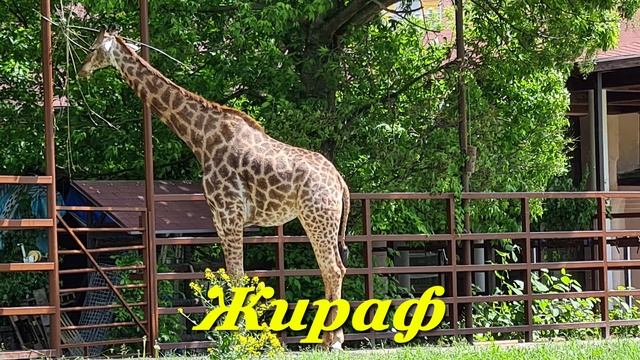 Московский зоопарк | Moscow Zoo смотреть онлайн