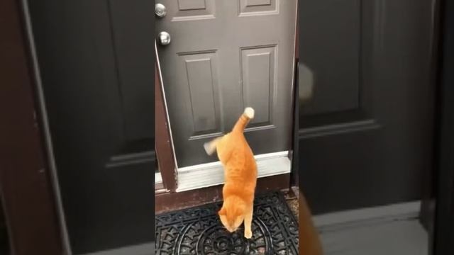 Умные коты смотреть онлайн