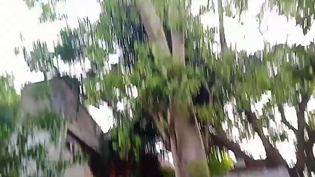 Коровы..Индия Тируваннамалай гора Шивы Аруначала .Кал?