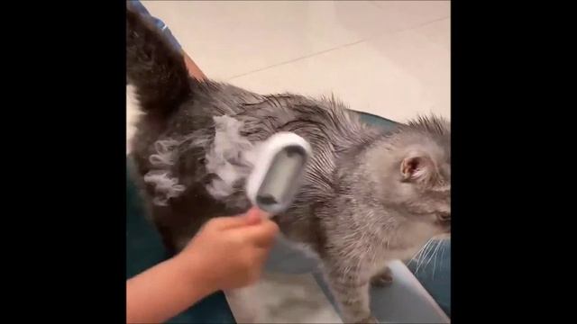 Двусторонние щетки для удаления шерсти. смотреть онлайн