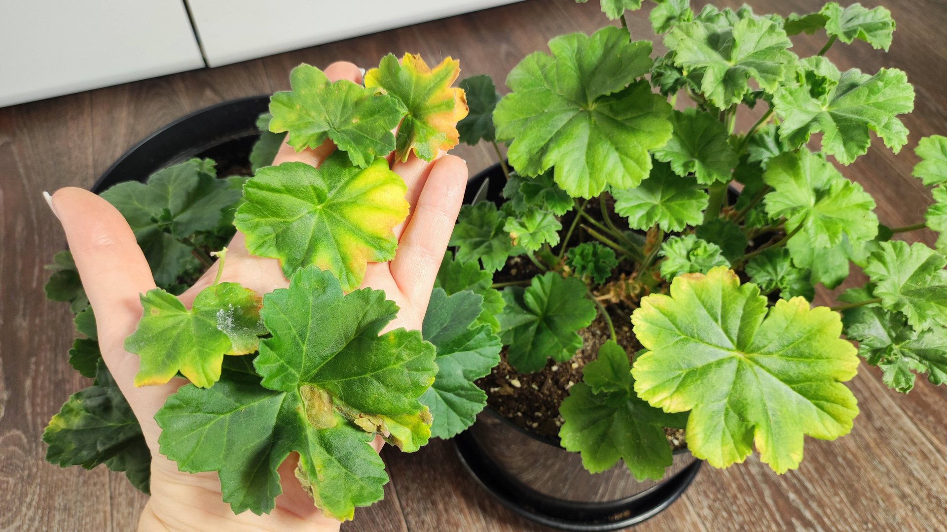 ЖЕЛТЕЮТ ЛИСТЬЯ у ГЕРАНИ, ПОЛЕЙТЕ ЭТИМ! смотреть онлайн