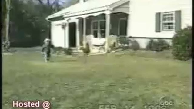 Прикольные кошки смотреть онлайн