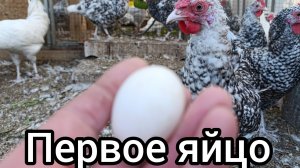 Начало яйцекладки Пушкинских кур.