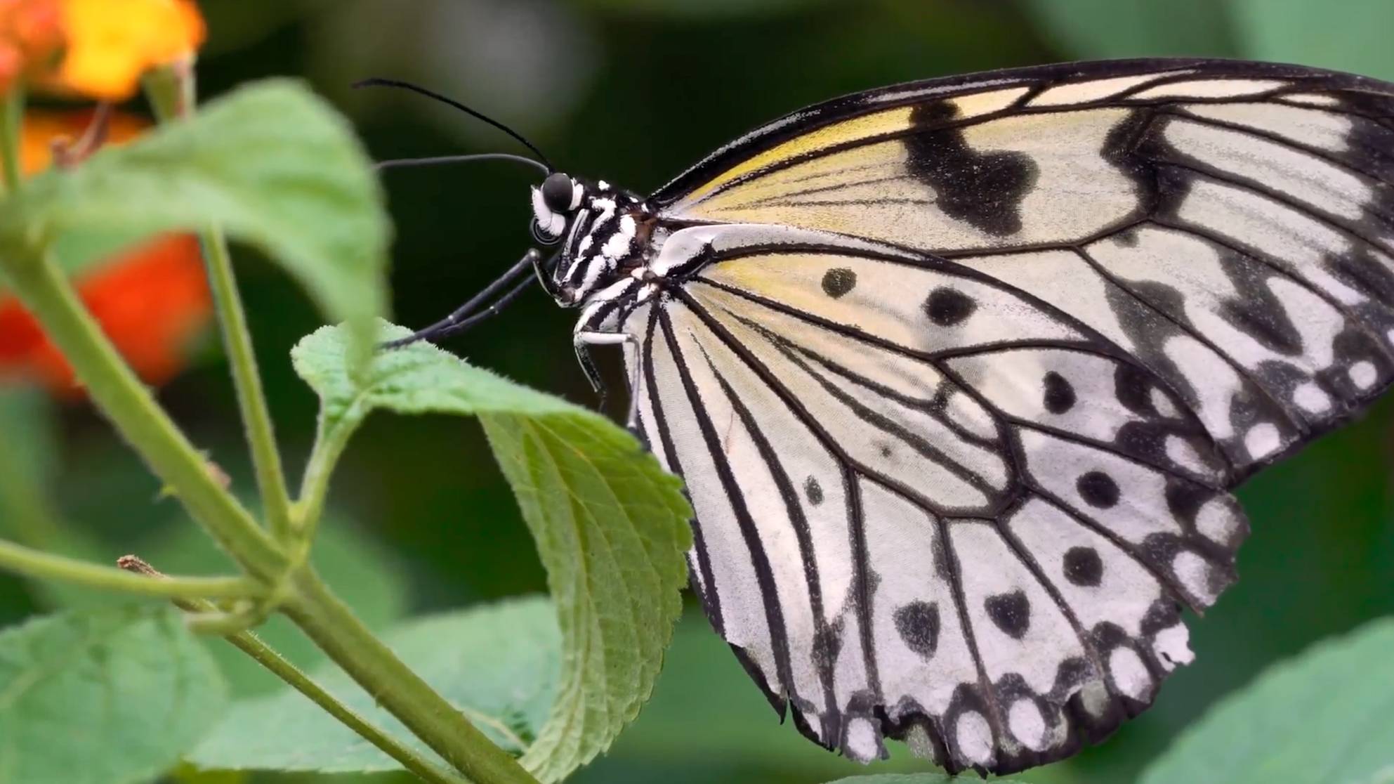 Краски природы, потрясающие живые цветы смотреть онлайн