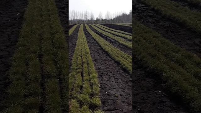 посадочный материал на 2021 год смотреть онлайн