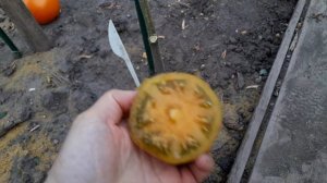 ОБЗОР ТОМАТНЫХ ГНОМОВ, ПОРАДОВАЛ ПОЛОСАТЫЙ ДЖЕРЕМИ. К?