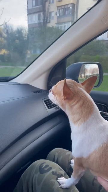 Прокатились немного с чихуа#приколы #смешноевидео #чихуахуа #мойвлог #влог#2023#