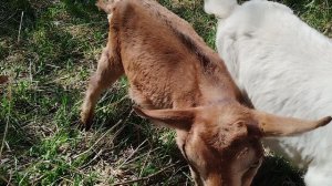 Козлята в продаже 2025