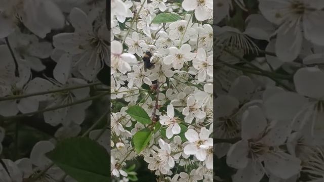 Вишня в цвету. #цветы #весна #видео #сад смотреть онлайн