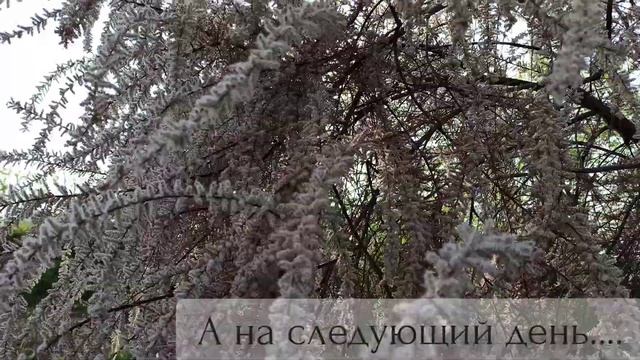 Вязальный влог || Серия 2 || Про носочные пасмы, которые красила сама, про сами носки и дельфинов) смотреть онлайн