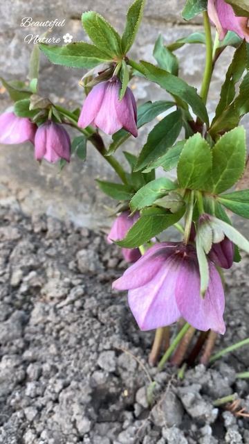 ✿ КРАСИВЫЙ ЦВЕТОК МОРОЗНИК #flowers #spring #beautifulnature #beautifulflow смотреть онлайн