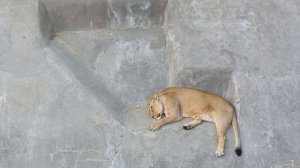 Московский зоопарк. Лето пришло!Львица на отдыхе