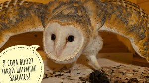 Сова сипуха Пухня не успела спрятаться за морозилкой,пришлось сниматься в видео. Очень страшная сова