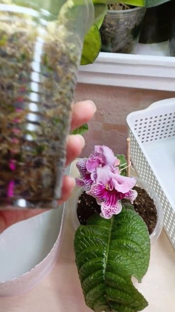 Как укореннились черенки Хойи аустралис лизы 🌹#ХОЙЯ # смотреть онлайн