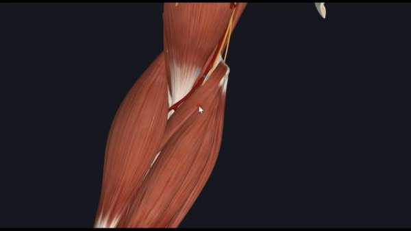 Локтевая ямка (fossa cubitalis) 3D Анатомия