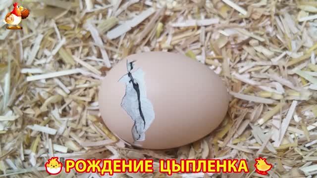 Как вылупляется цыпленок из яйца 🐣 Рождение цыпленка 🐥 (2) смотреть онлайн