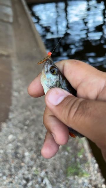 Разловил мотыля цвет машинное масло. Мормышинг на котовском заливе. Лето 2024. #рыбалка #мормышинг смотреть онлайн