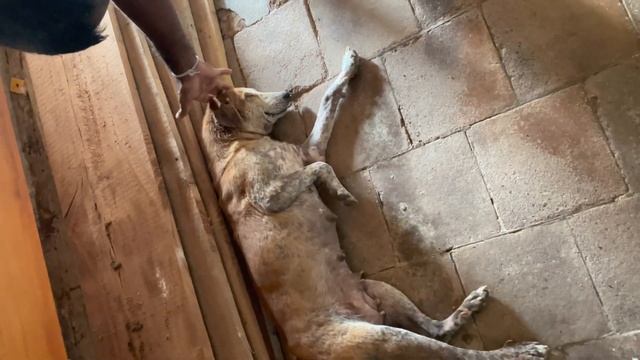 Пещерный храм Мулкиригала. Шри-Ланка 🇱🇰 (Sri Lanka, ශ්? смотреть онлайн