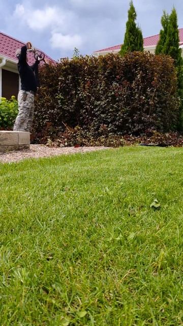 Делаю из куста пузыреплодника ровную стенку #сад #топи смотреть онлайн