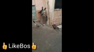 Энг кучли Хурозлар 2020 Хуроз жанглари