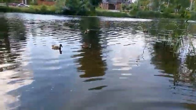 НА ТО И ЖАРКОЕ ЛЕТО, ЧТОБ ВДОВОЛЬ НАКУПАТЬСЯ! А ДОМА ЖАРА! смотреть онлайн