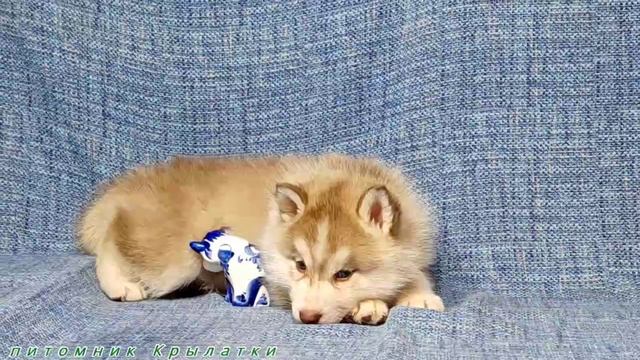 Предлагаем мальчика щенка хаски, кофейно-белого, родился 7 апреля 2025 года