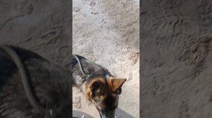 Первая течка у немки, что делать?