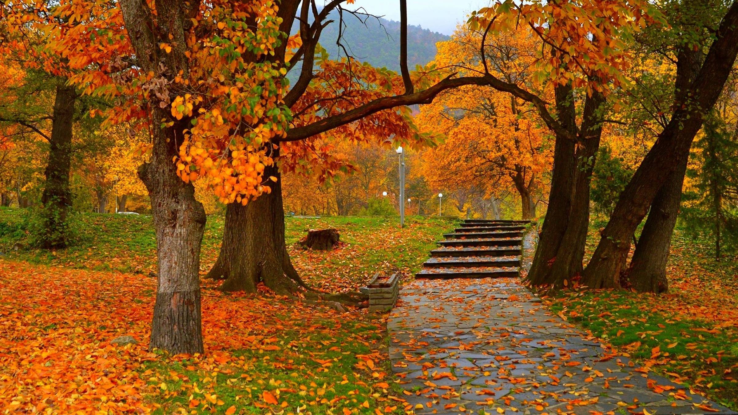 Красивые осенние листья в сельской местности - Цвета осенних листьев и уютные дома, прогулка 4 K смотреть онлайн