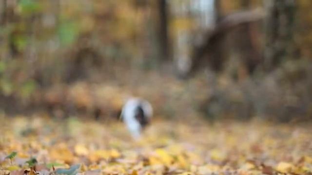 Осенняя прогулка смотреть онлайн