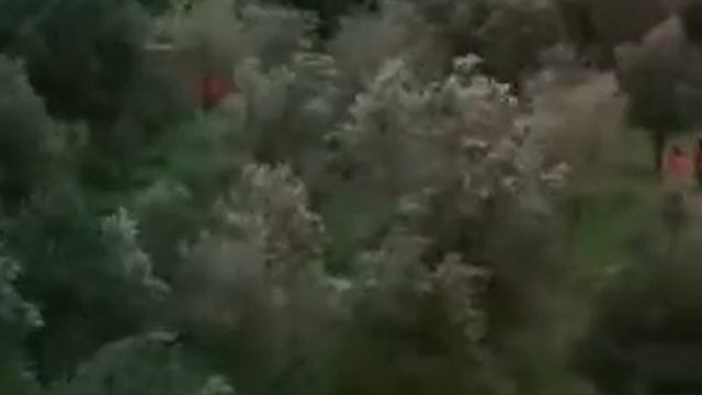 Сквозь оливы 1994  (Иран)