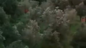 Сквозь оливы 1994  (Иран)