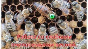 Работа со слабыми пчелосемьями весной