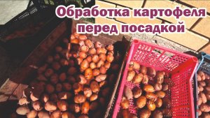 Обработка картофеля перед посадкой препаратом с тройным эффектом