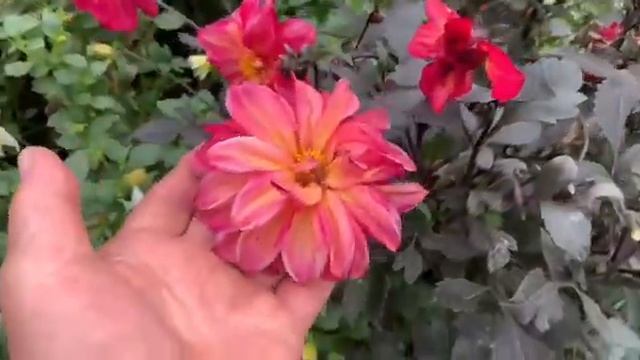 Море АРБУЗОВ, Горы ТЫКВЫ, Океан ЦВЕТОВ🌹