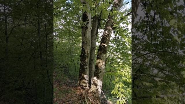 Железноводск, подъём на гору Железную 21 апреля 2024г. смотреть онлайн