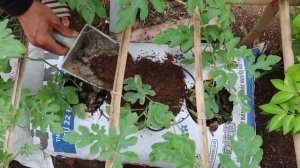 Выращивайте арбузы в мешках с землей, и плоды будут крупными и сладкими!