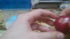 Пранк над мамой на 1 апреля