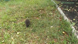 "Ёжик резиновый"  (  Где же ты сейчас, наш Ёжик?)🦔🦔🦔🦔