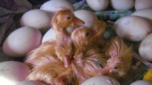 У нас  родились  гусята