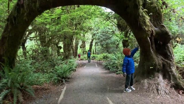 Olympic National Park: туманные горы, океан и город из Сумерек смотреть онлайн