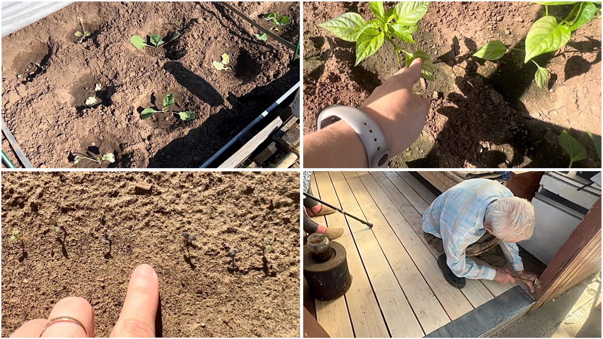 24 мая. На даче. Сожгла всю капусту. Белые листы на перце. Вышел иберис. Новый пол в беседке смотреть онлайн